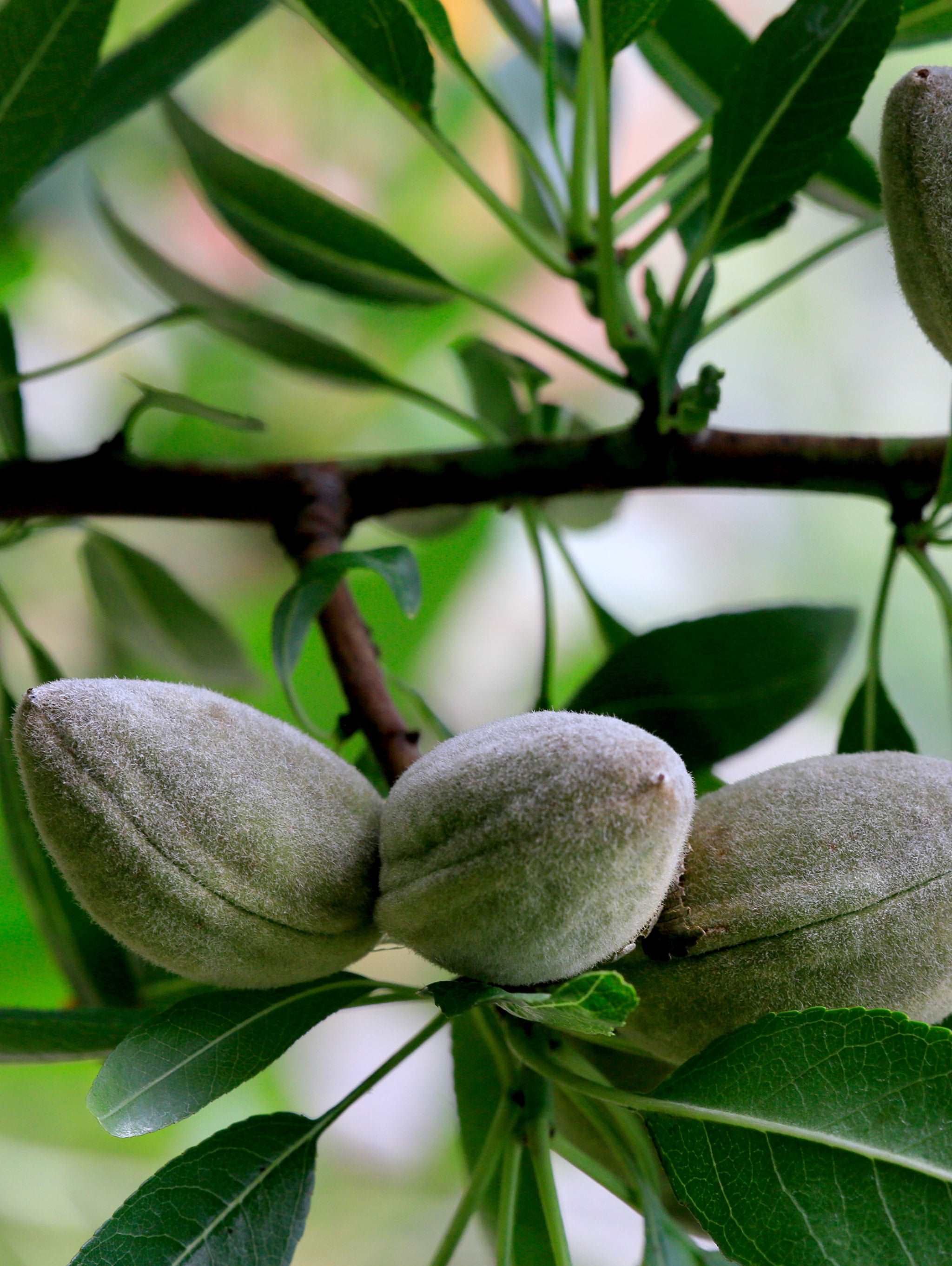 Oracle Almond™ - Raintree Nursery