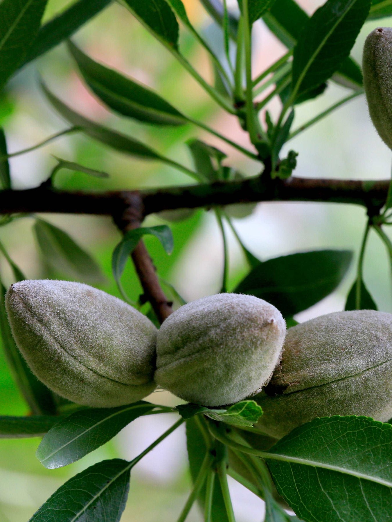 Potted Nuts