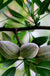 Oracle Almond™ - Raintree Nursery
