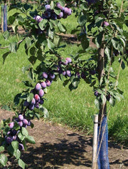 Prune D'Ente 707 European Plum - Raintree Nursery