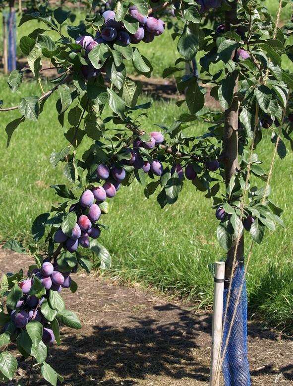 Prune D'Ente 707 European Plum - Raintree Nursery