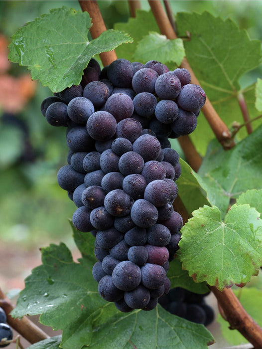 Pinot Noir #374 Grape - Raintree Nursery