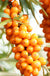 Orange Energy® Seaberry - Raintree Nursery