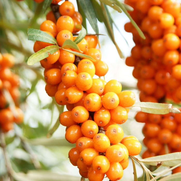 Orange Energy® Seaberry - Raintree Nursery