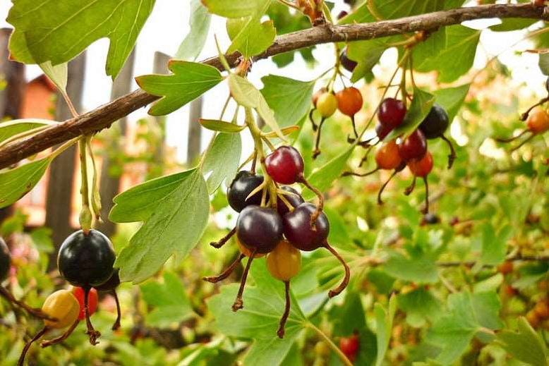 Currant Bushes for Sale | Raintree Nursery