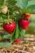 Sweet Sunrise Strawberry - Raintree Nursery