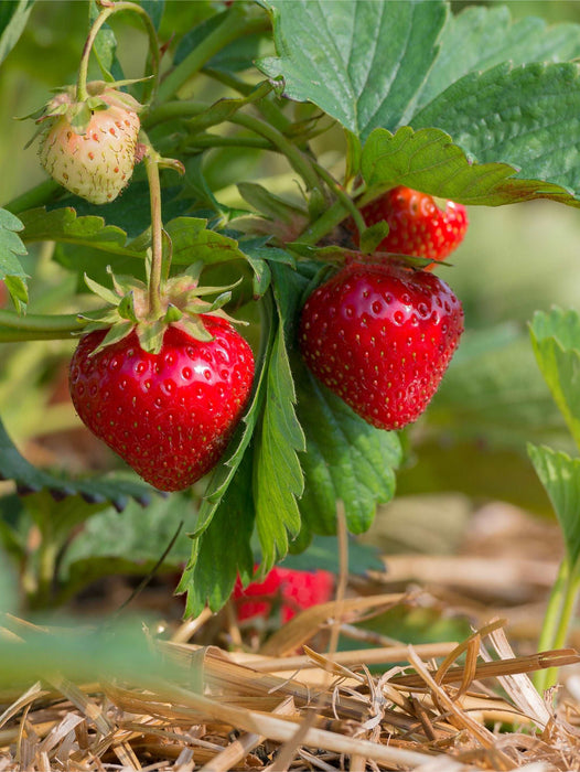 Sweet Sunrise Strawberry - Raintree Nursery
