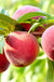 Nanaimo™  Peach - Raintree Nursery