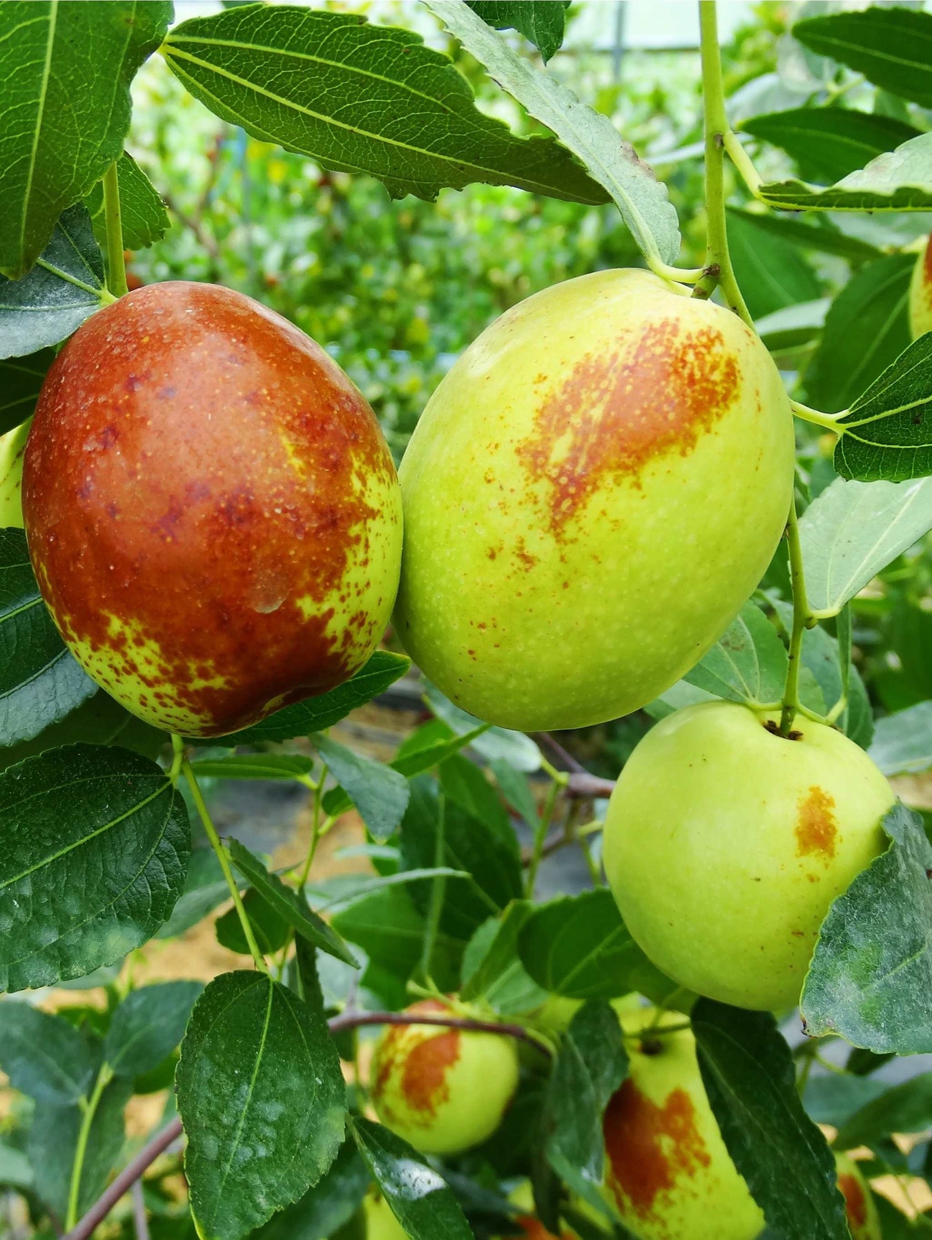 Jujube Trees