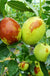 Honey Jar Jujube - Raintree Nursery