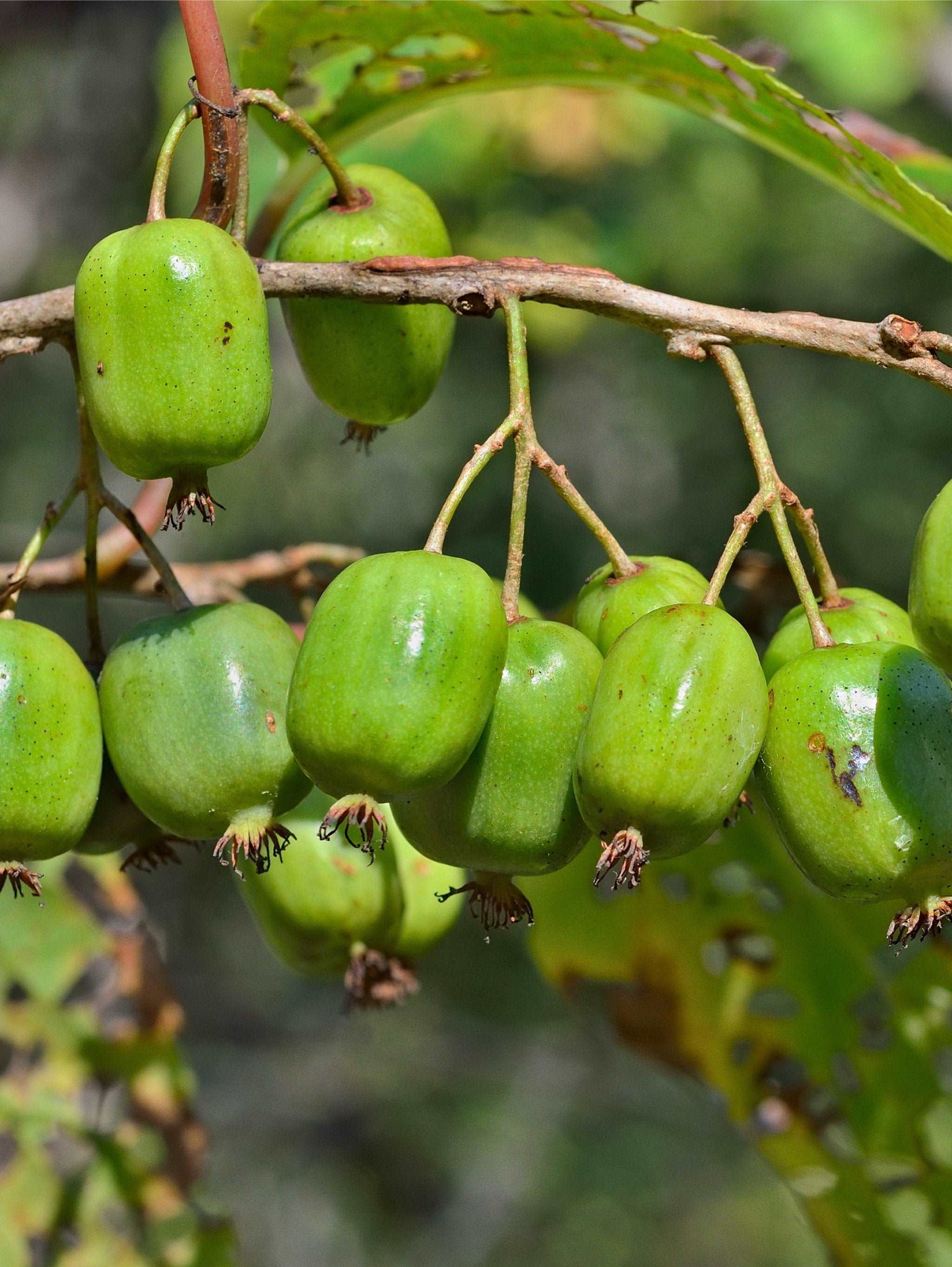 Vine Plants for Sale Buy Vine Plants — Raintree Nursery