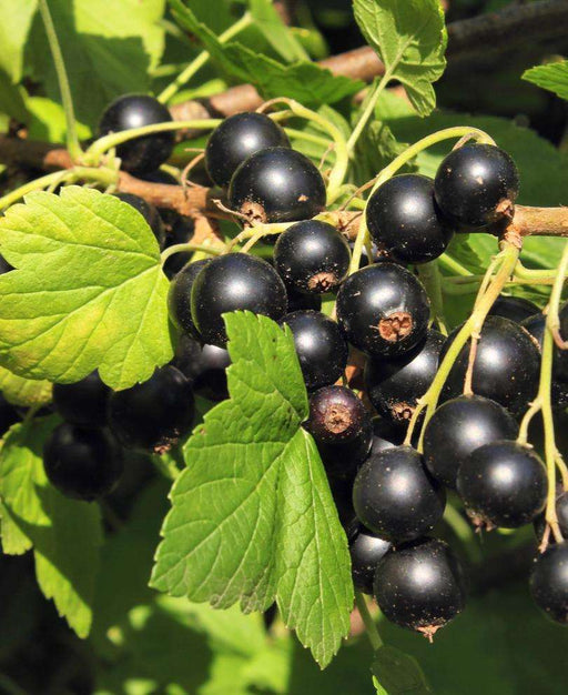 Hill's Kiev Select Black Currant - Raintree Nursery
