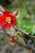 Crimson and Gold Flowering Quince - Raintree Nursery