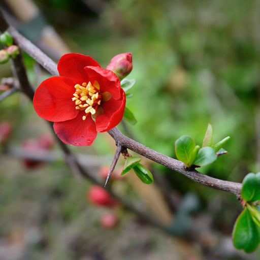 Crimson and Gold Flowering Quince - Raintree Nursery