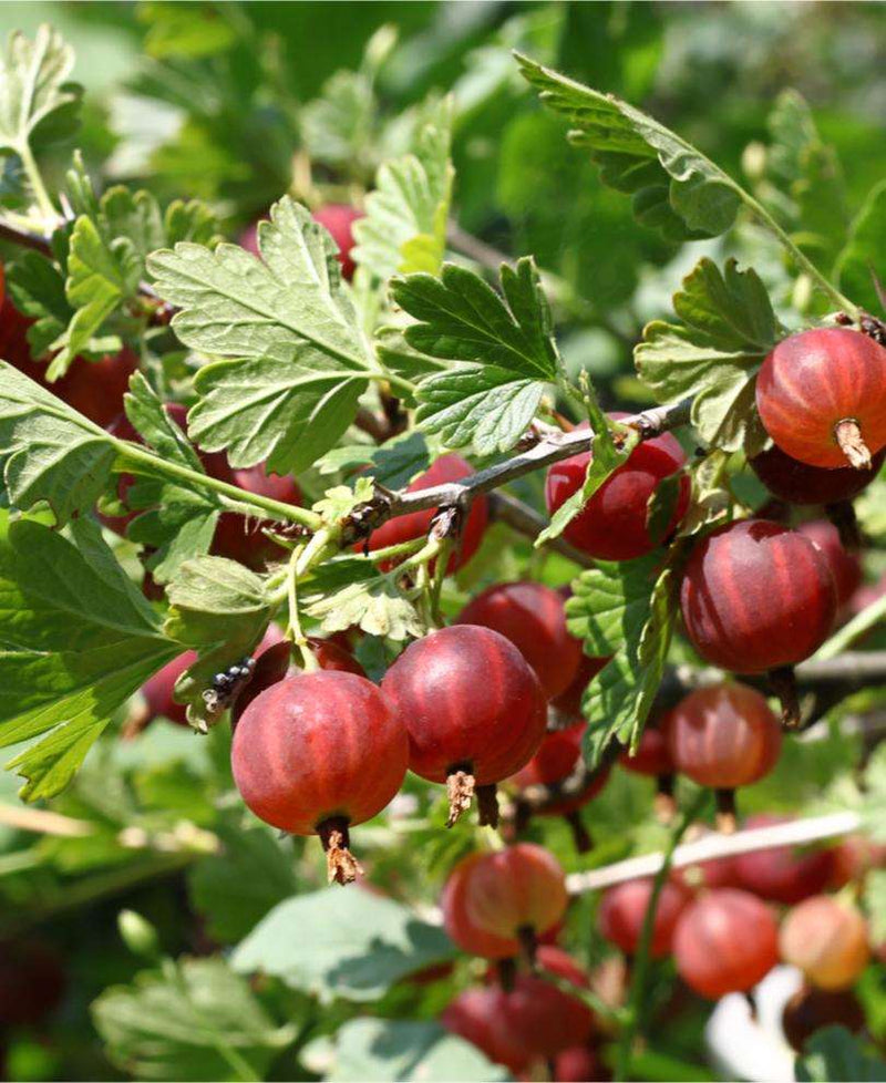 Sabine Gooseberry - Raintree Nursery