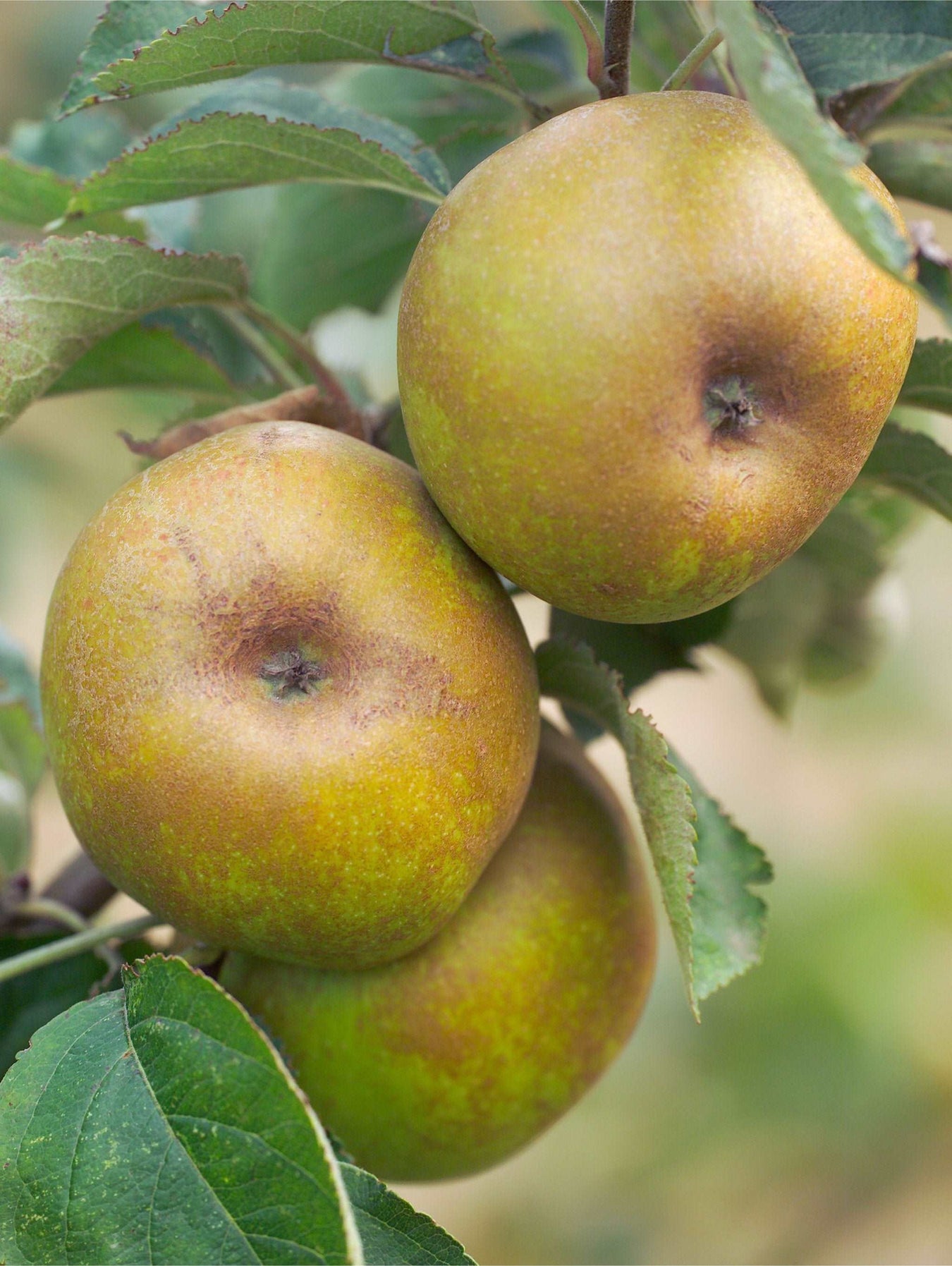 Ashmead's Kernel Apple - Raintree Nursery