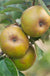 Ashmead's Kernel Apple - Raintree Nursery