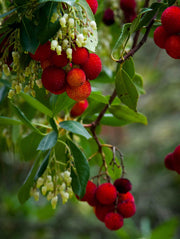 Strawberry Tree - Raintree Nursery