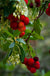 Strawberry Tree - Raintree Nursery