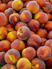 Contender Peach - Raintree Nursery