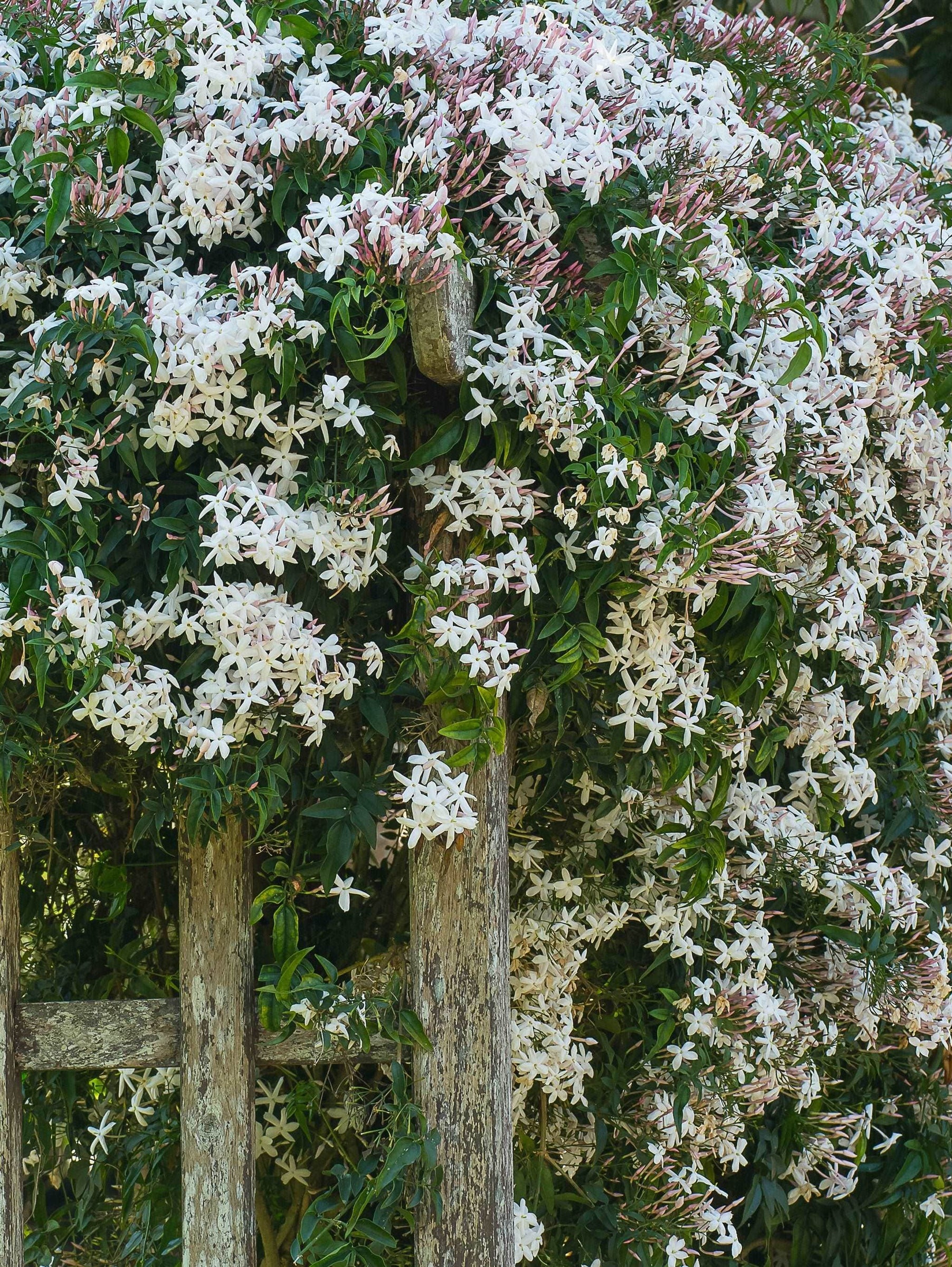 Jameson Roses Rose Jasmine - Raintree Nursery