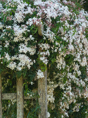 Rose Jasmine - Raintree Nursery