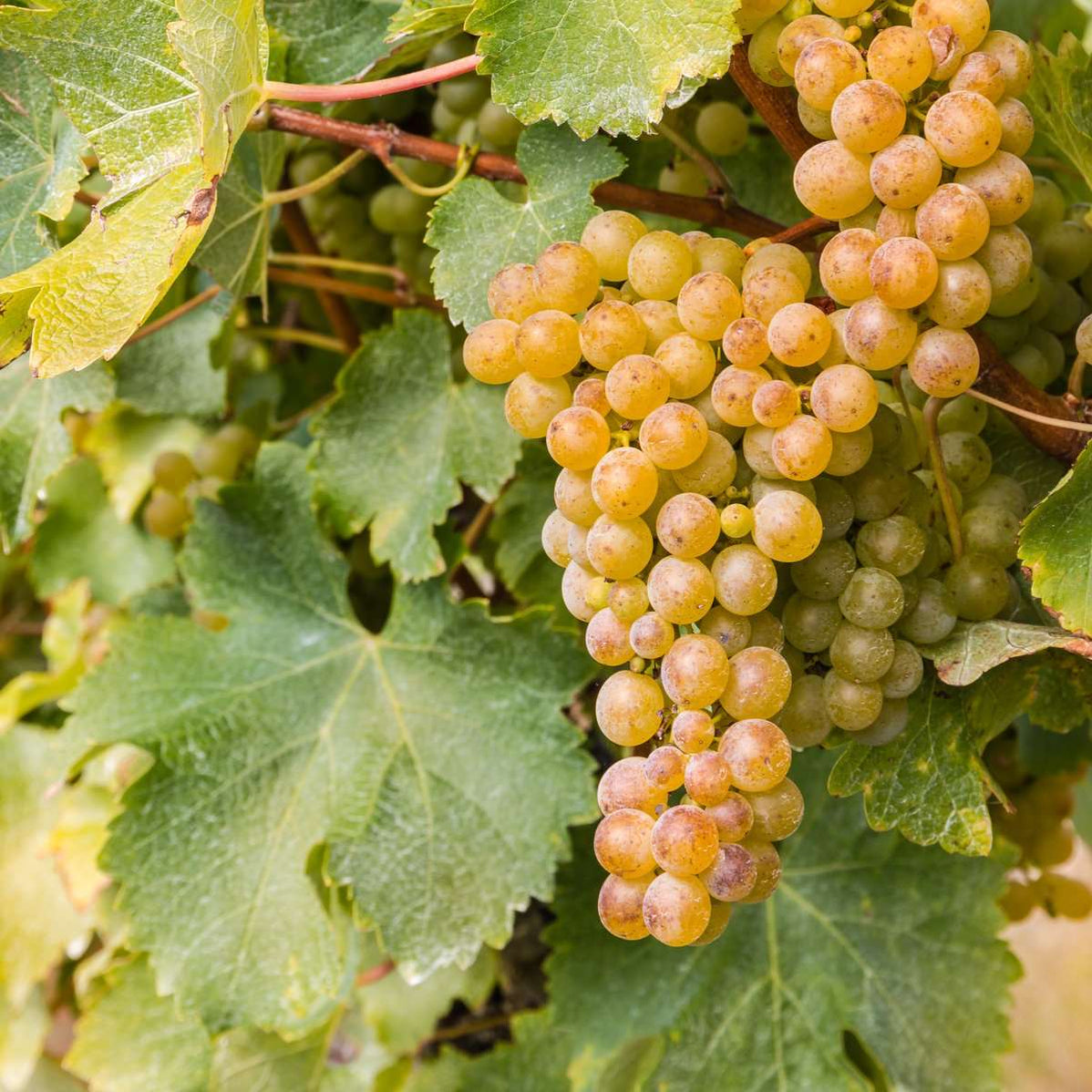 Vine Plants for Sale - Buy Vine Plants — Raintree Nursery