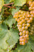 Sauvignon Blanc Grape - Raintree Nursery
