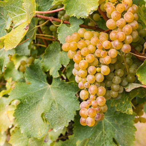 Sauvignon Blanc Grape - Raintree Nursery