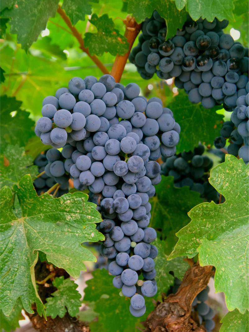 Merlot Grape - Raintree Nursery