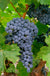 Merlot Grape - Raintree Nursery