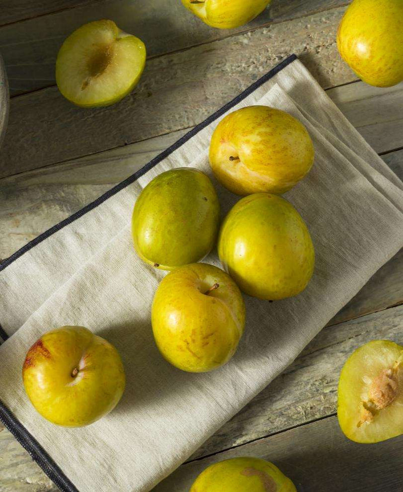 Flavor Grenade Pluot - Raintree Nursery