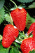 San Andreas Strawberry - Raintree Nursery