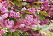 Kwanzan Flowering Cherry - Raintree Nursery