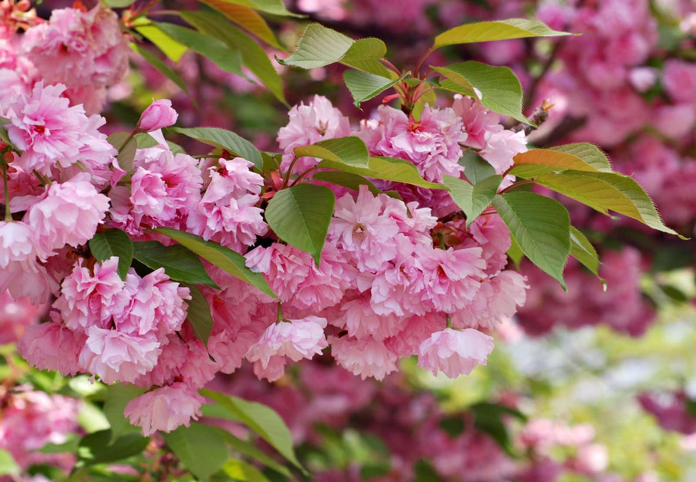 Kwanzan Flowering Cherry - Raintree Nursery