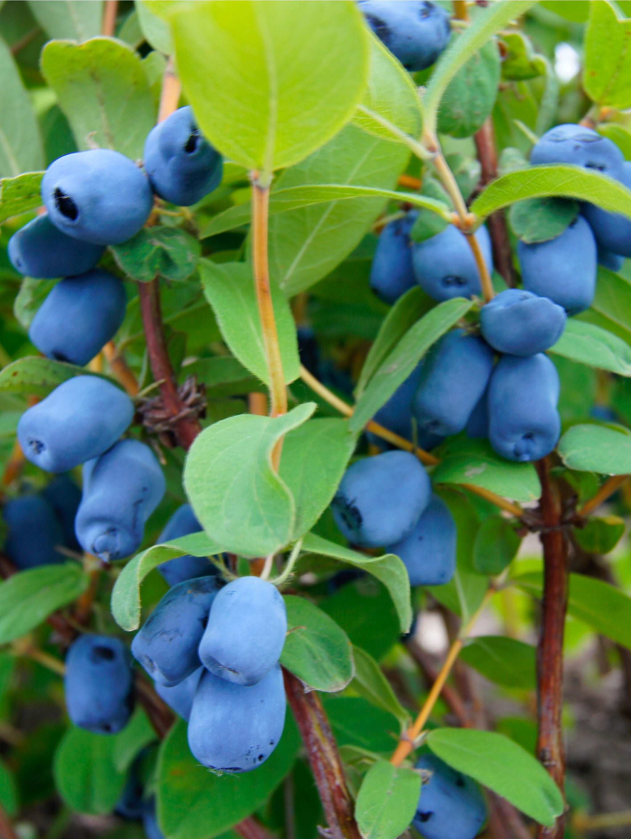 HEIHEI ハッピーベリー ドロワーズ ブルー Blue Pagoda™ Honeyberry - Raintree Nursery