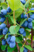 Blue Pagoda™ Honeyberry - Raintree Nursery