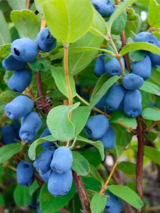 Blue Pagoda™ Honeyberry - Raintree Nursery