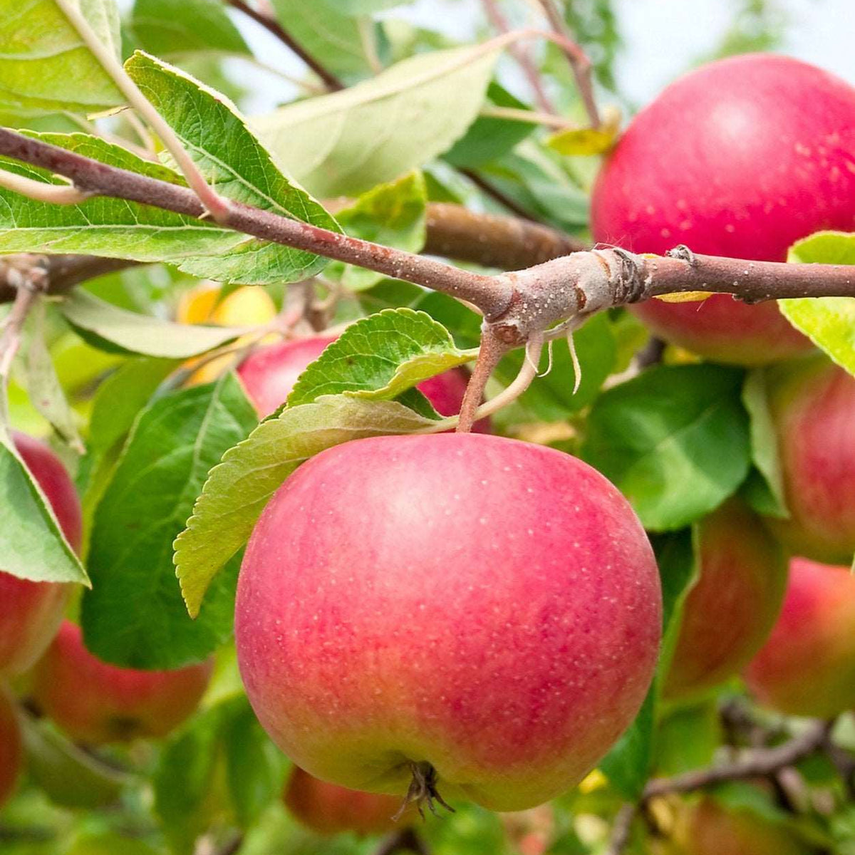 Apple - こじろー shutterstock-73154578-