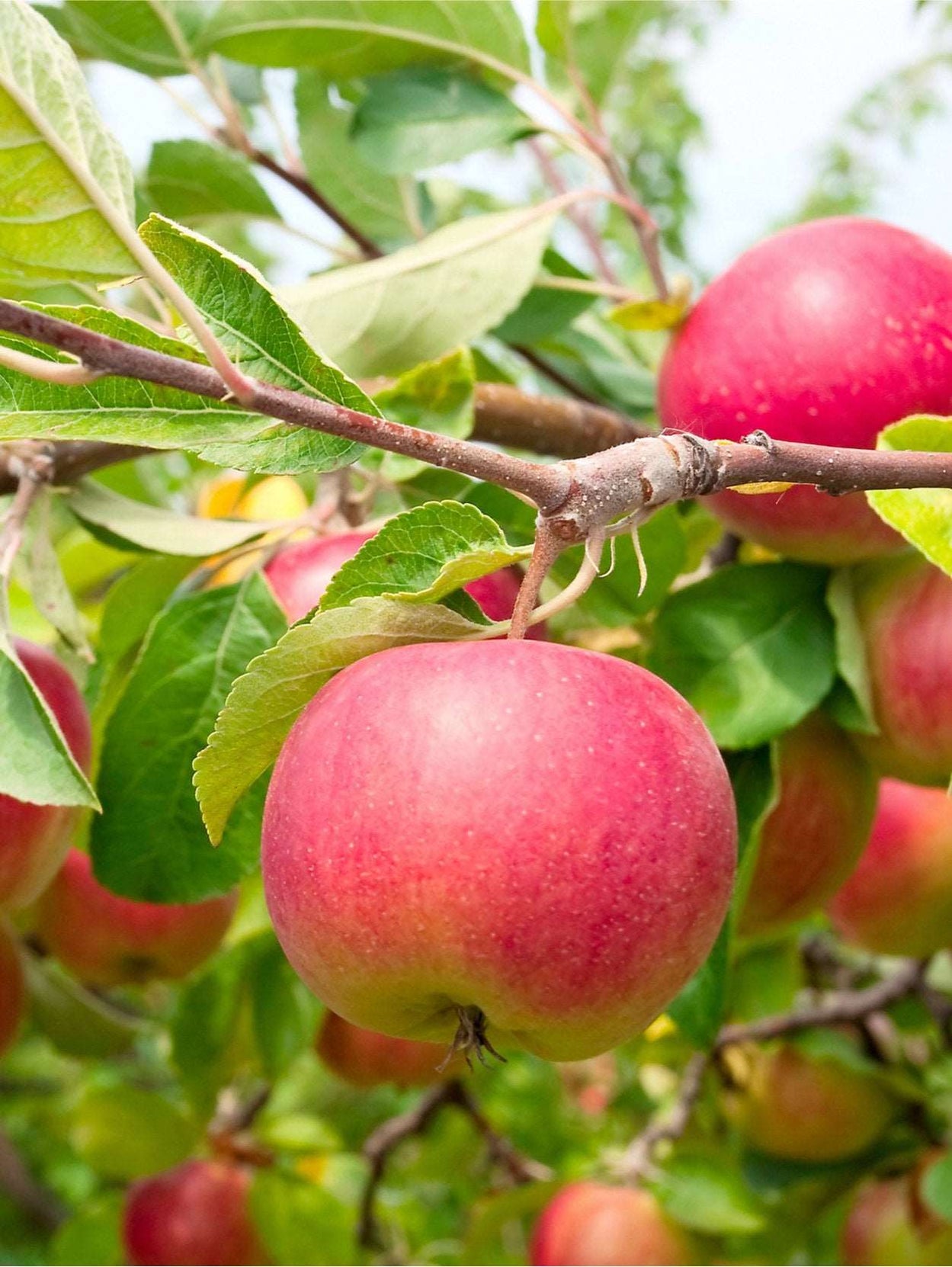 Columnar Apple Trees for Small Gardens | Raintree Nursery