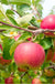 Cherry Cox Apple - Raintree Nursery