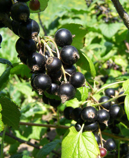 Belaruskaja Black Currant - Raintree Nursery