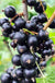 Risager Black Currant - Raintree Nursery