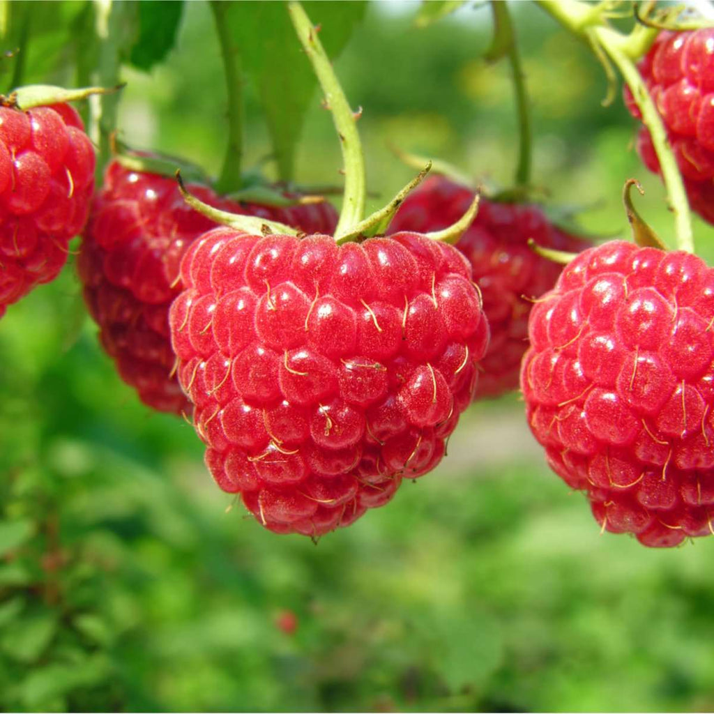 Red Raspberry Plants | Grow Your Own Great Tasting Fruits — Raintree ...