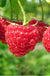 Boyne Raspberry - Raintree Nursery
