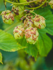 Nugget Hops - Raintree Nursery