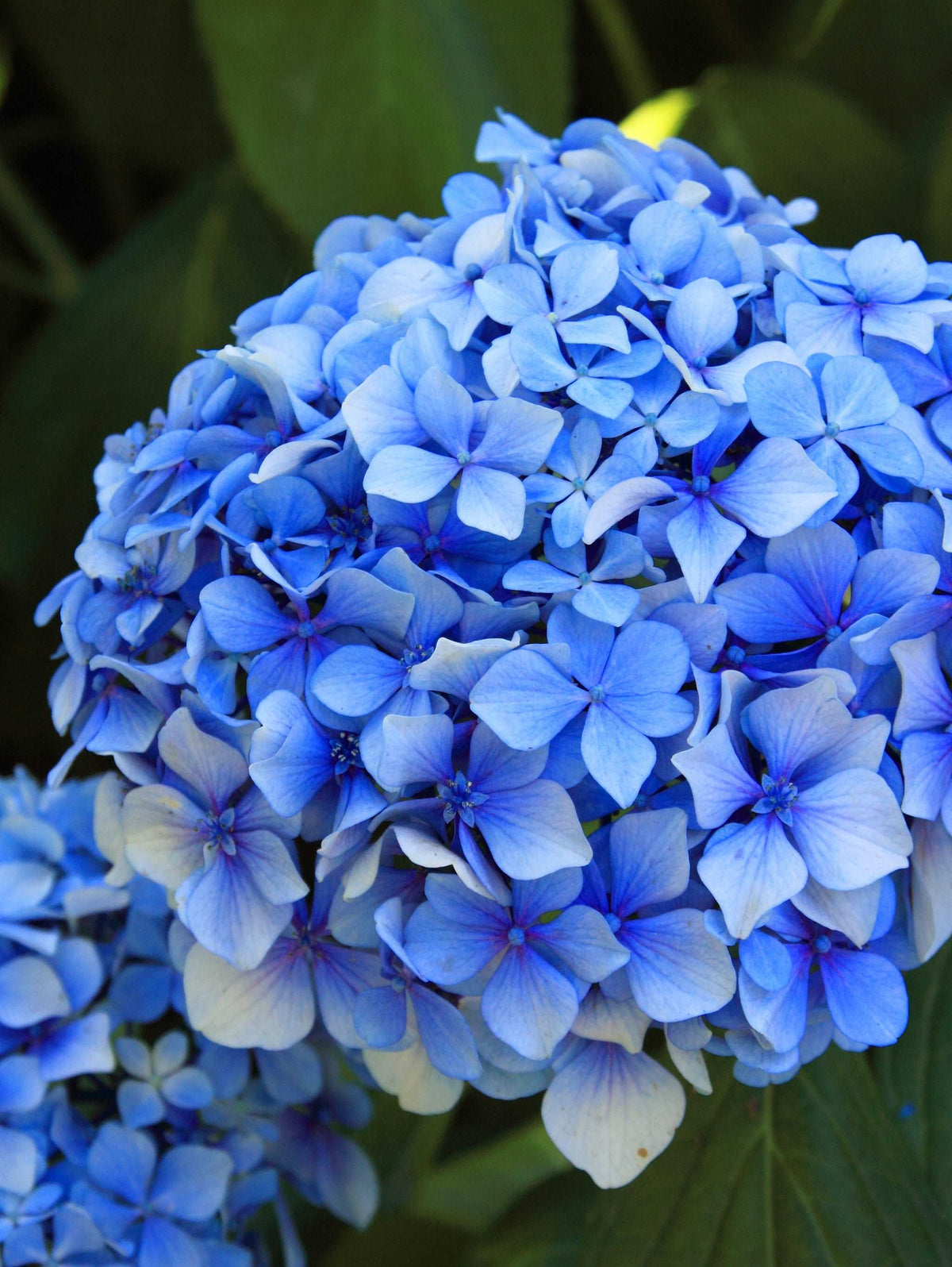 Image of Forever hydrangea close up blue