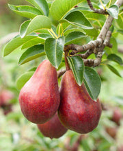 Red Clapps European Pear - Raintree Nursery