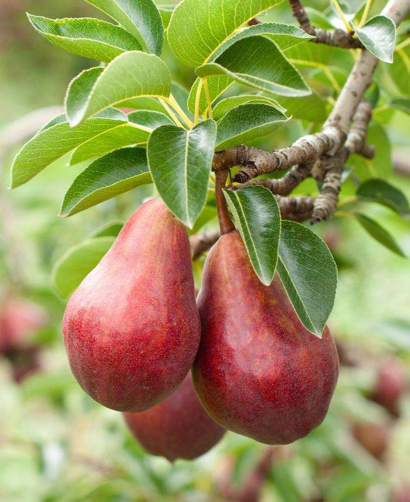 Red Clapps European Pear - Raintree Nursery