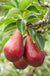 Red Clapps European Pear - Raintree Nursery